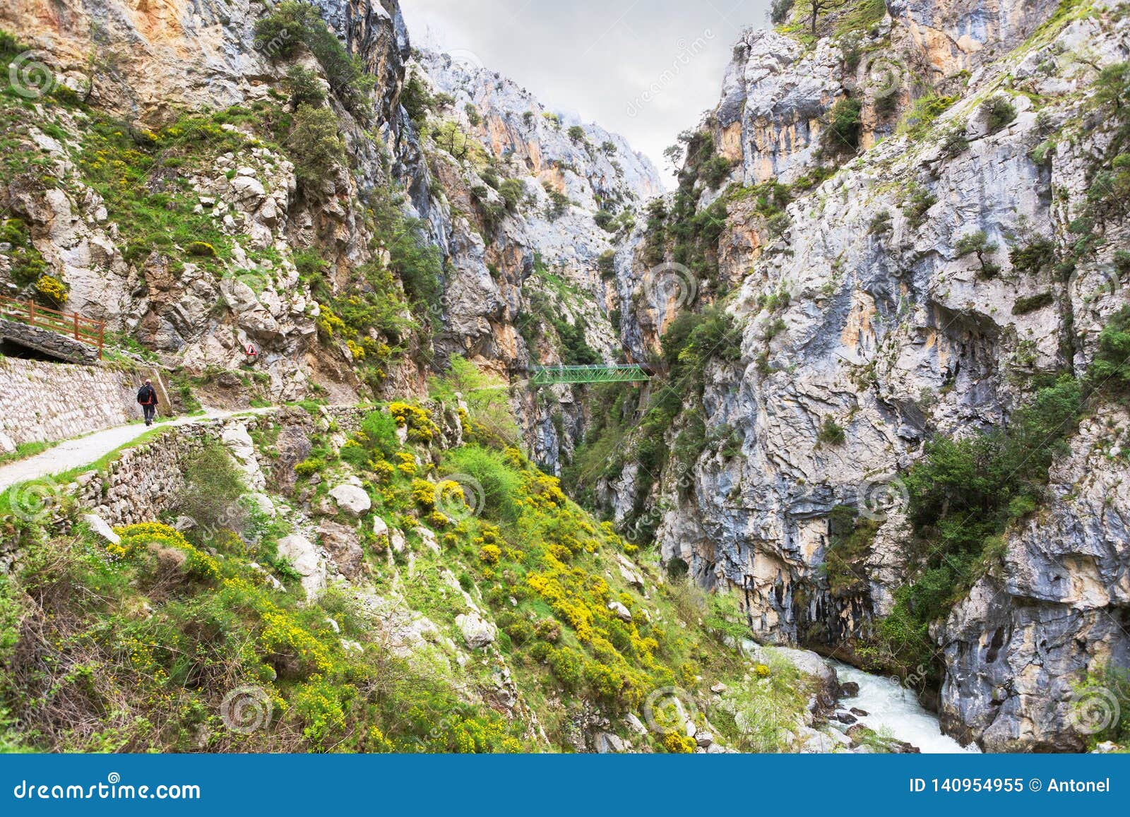 hiking trail cares trail or ruta del cares along river cares in cloudy spring  near cain, picos de europa national park, provi