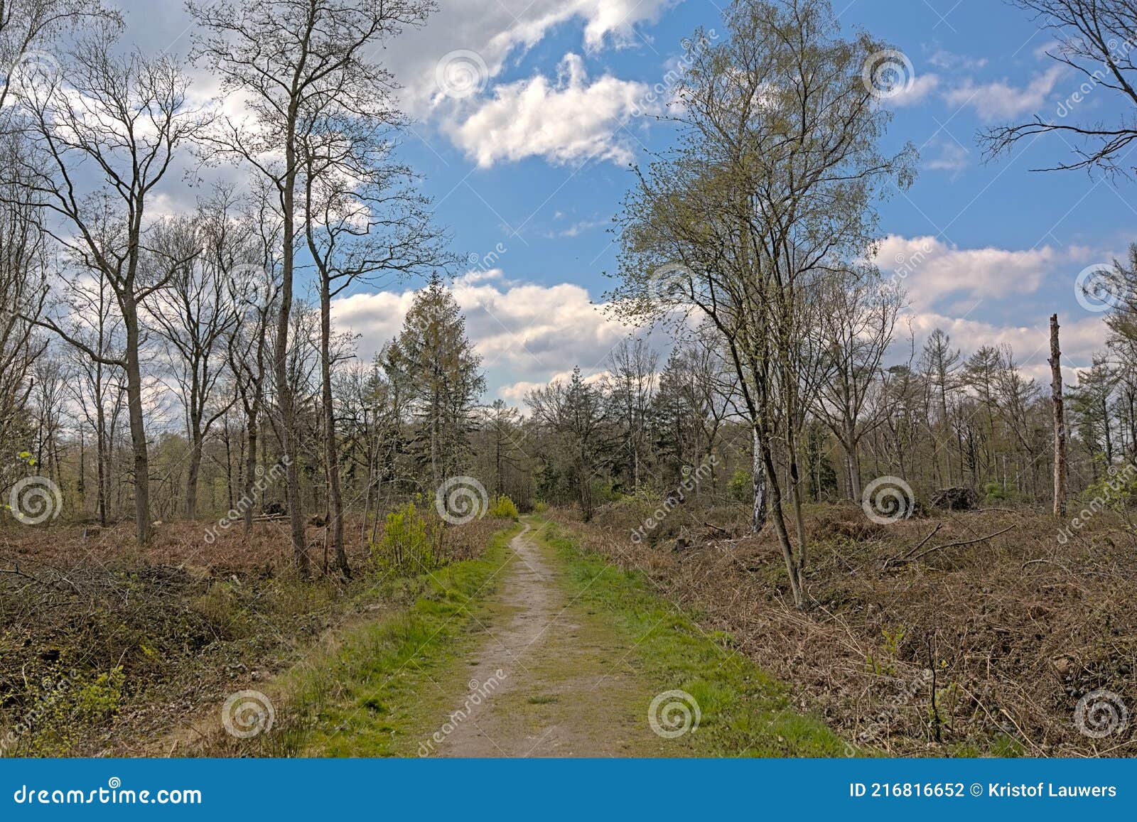 hiking trail through drongengoed forest in spring, eeklo, belgium
