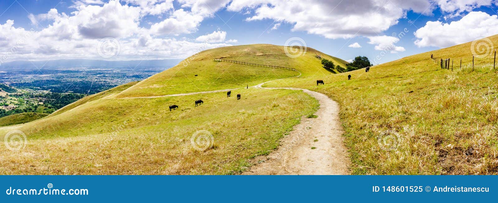 hiking trail through the hills of south san francisco bay area; cattle grazing on the hillsides, san jose visible in the