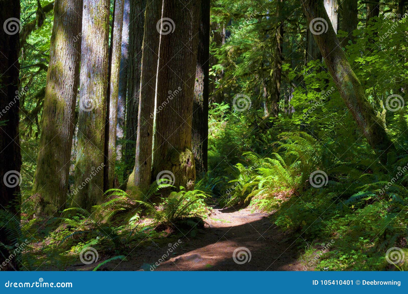Hiking Trail In Mt. Hood National Forest Stock Photo CartoonDealer