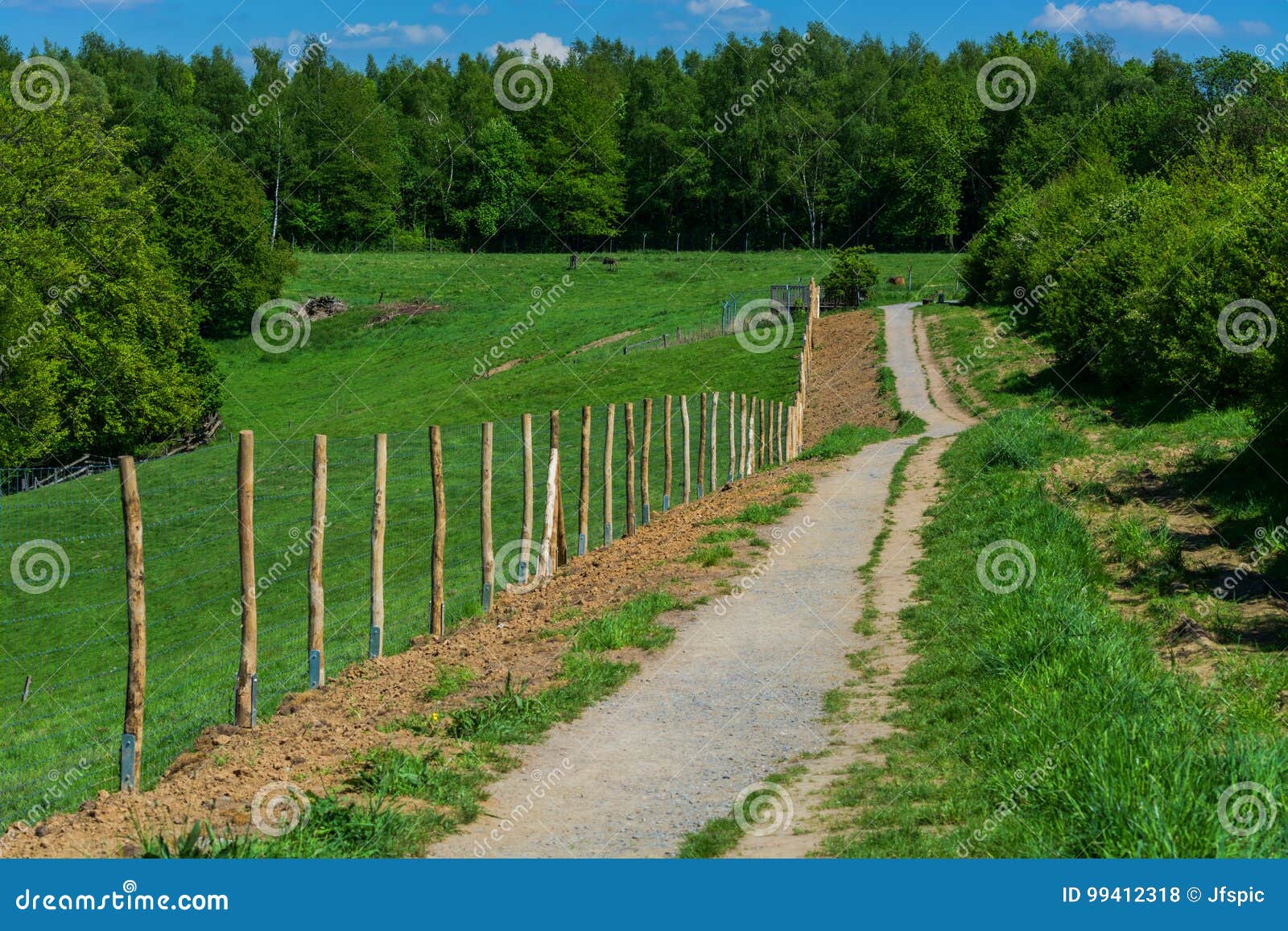 hiking trail in the natural forest area.