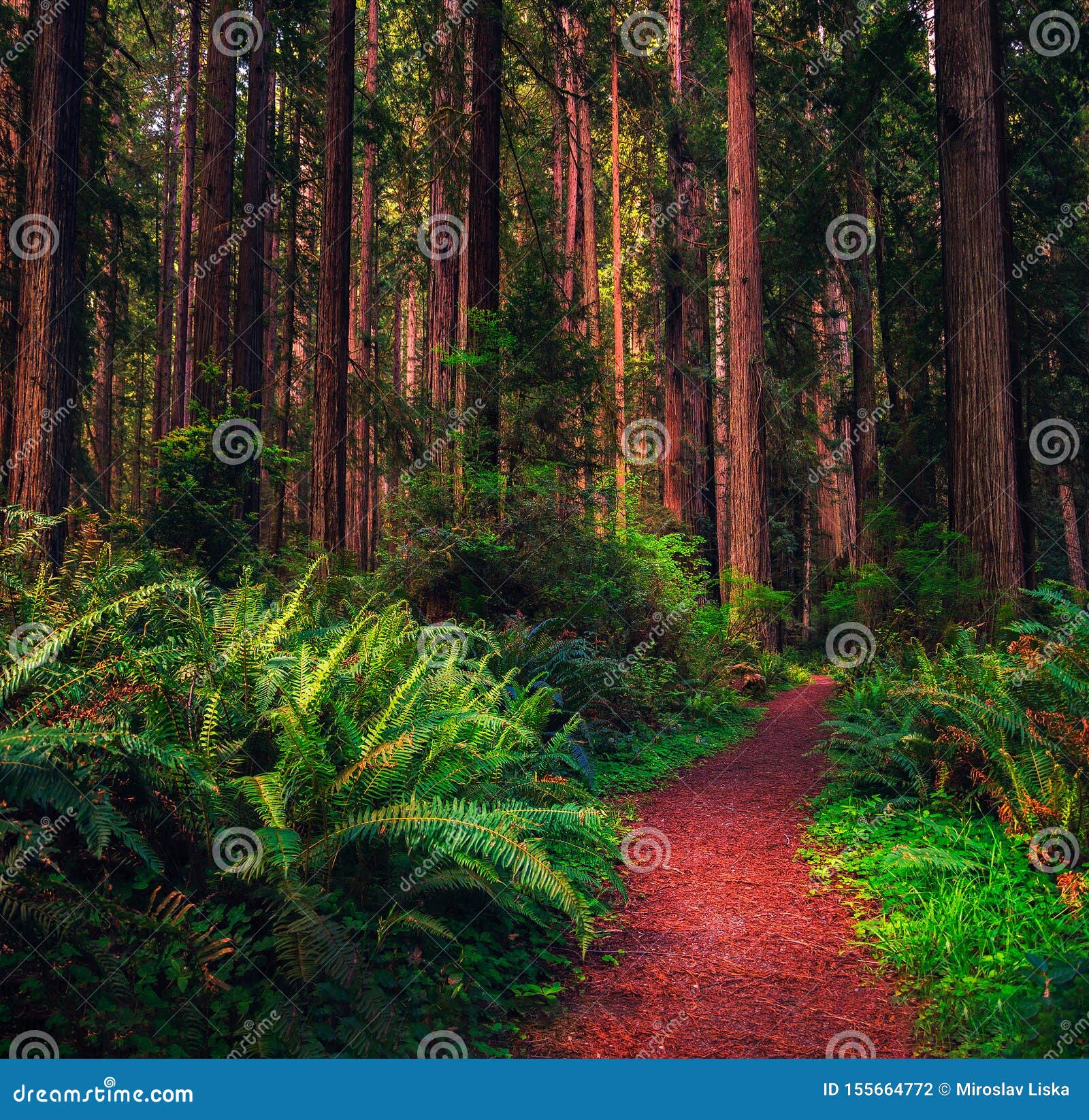 hiking trail through a redwood forest in northern california
