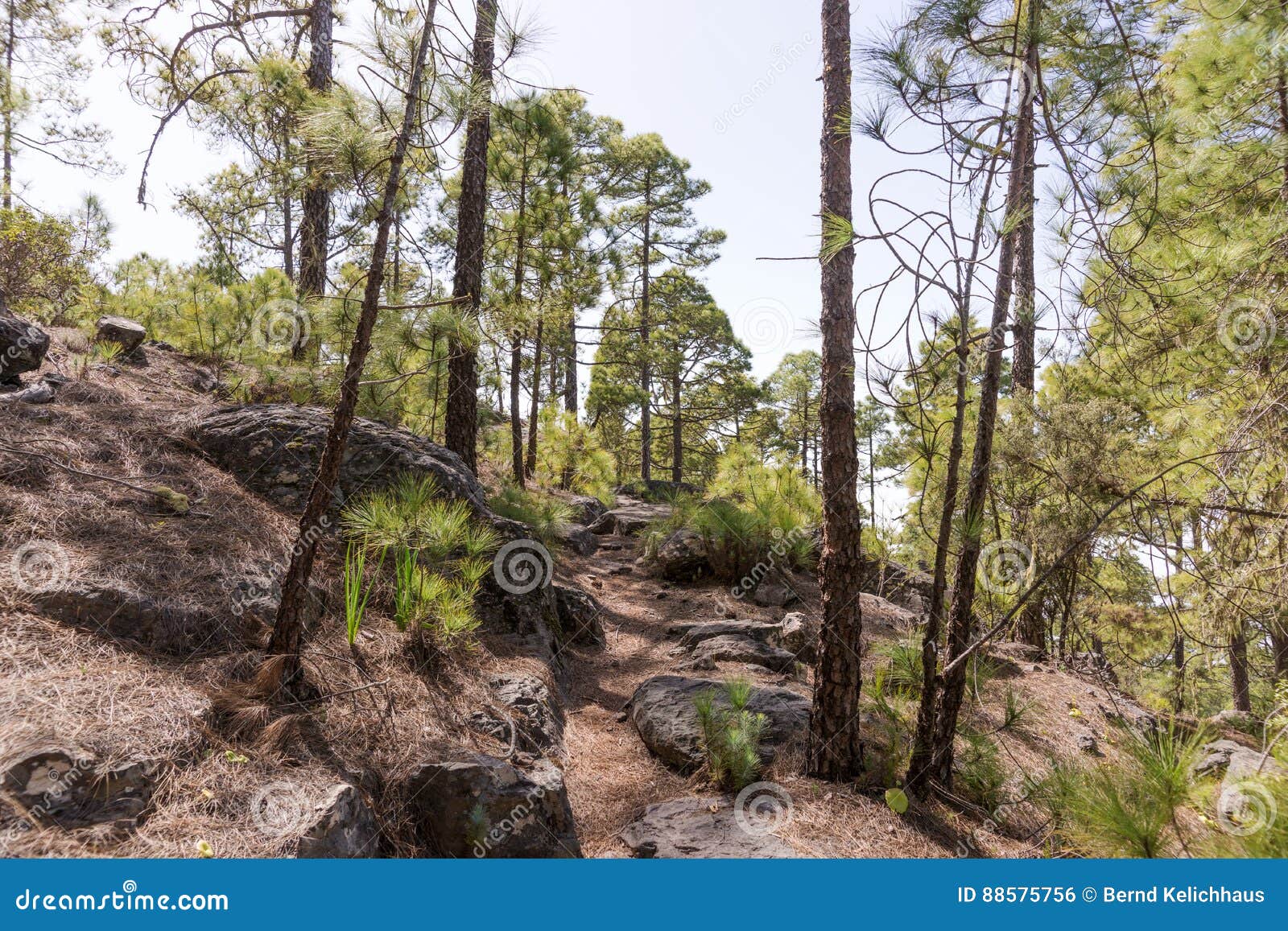 hiking trail in tamadaba natural park in gran canaria