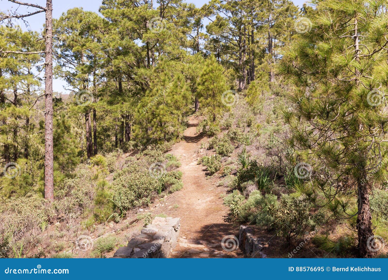 hiking trail in tamadaba natural park in gran canaria
