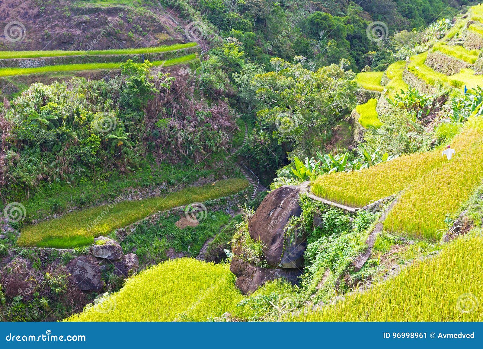 Hiking Trail Through Terraces Of Rice Fields In Philippines Stock