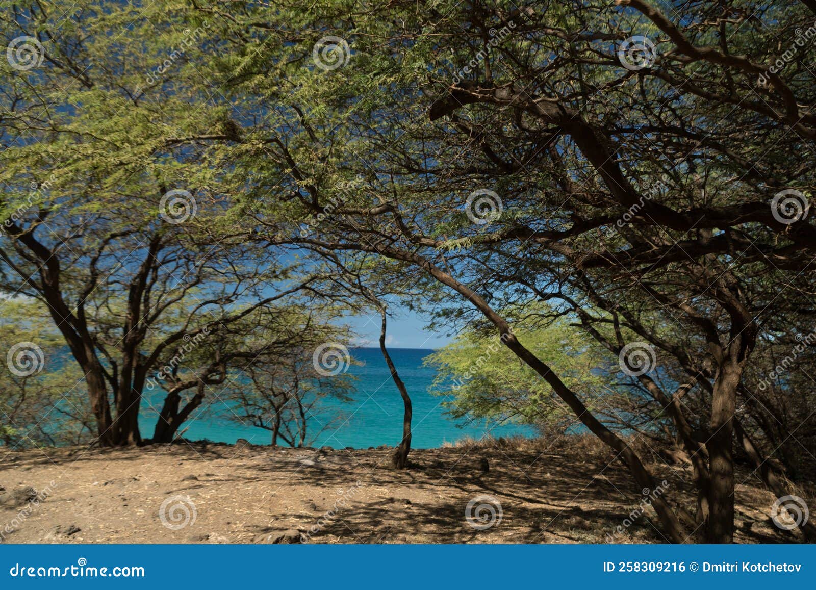 Hiking in Woods between Puako Beach and Hapuna - 13 Stock Photo - Image