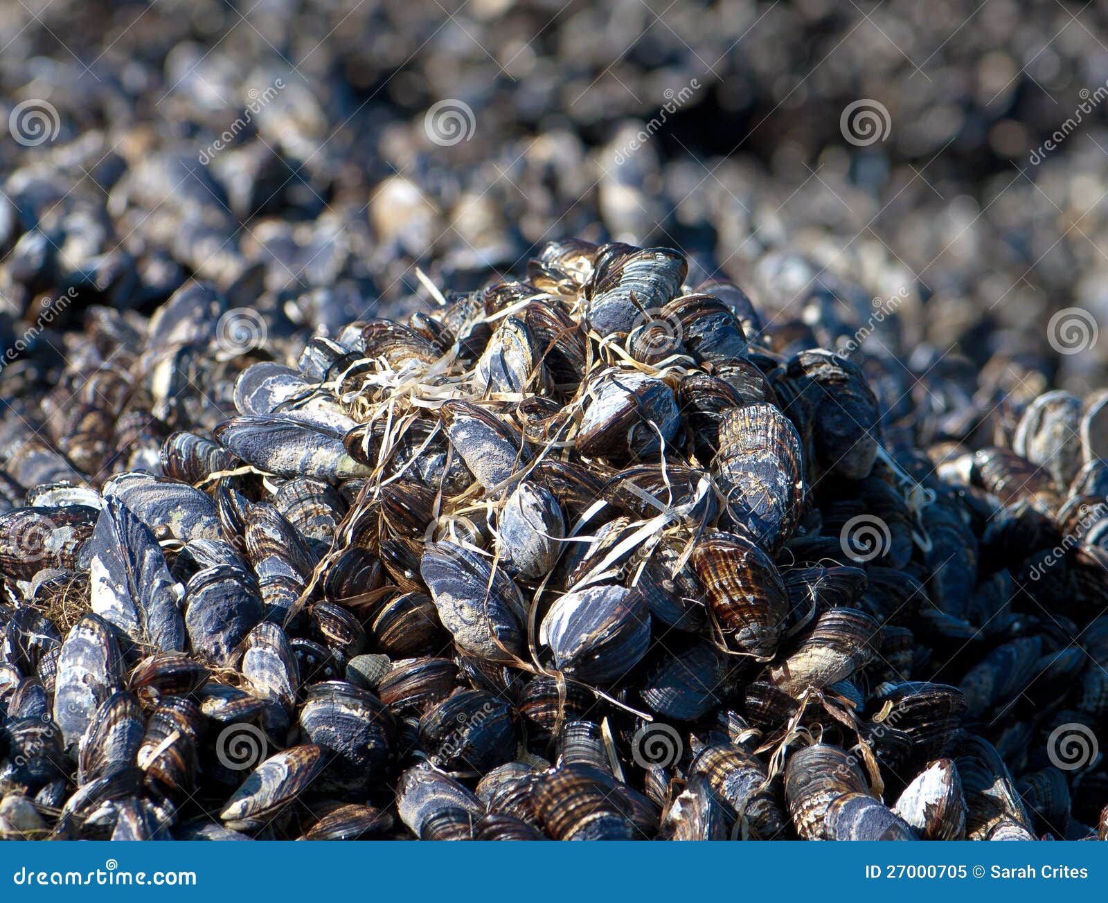 Hill of Mussels stock image. Image of pile, ocean, animal 27000705