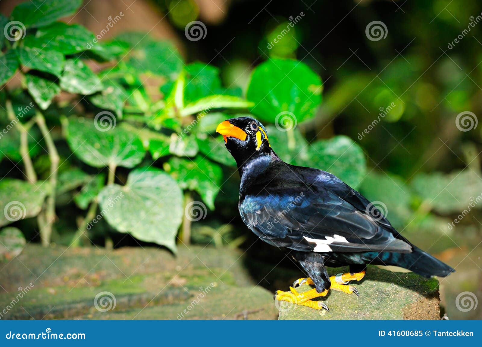 Close up of Hill Myna (Gracula religious), selective focus.