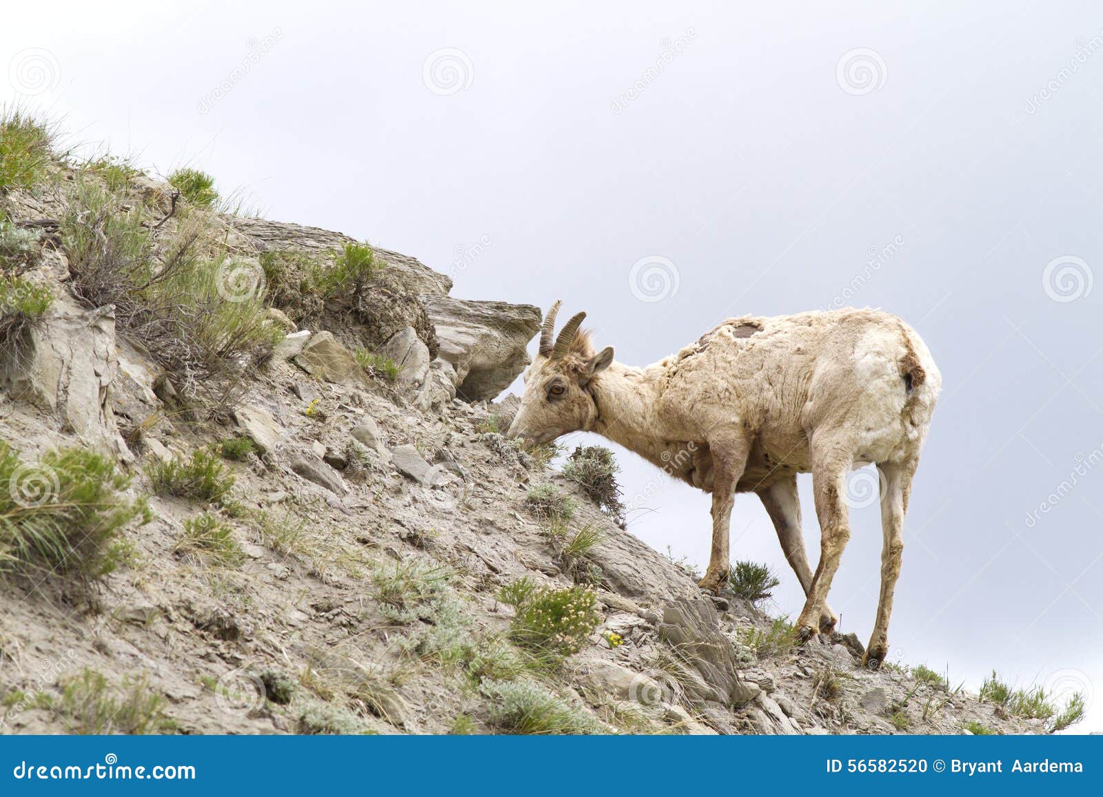 Female Big Horn Sheep eating on a hill side