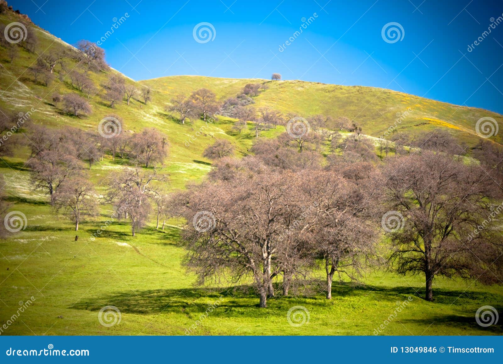Hill and trees stock photo. Image of plant, grove, country 13049846