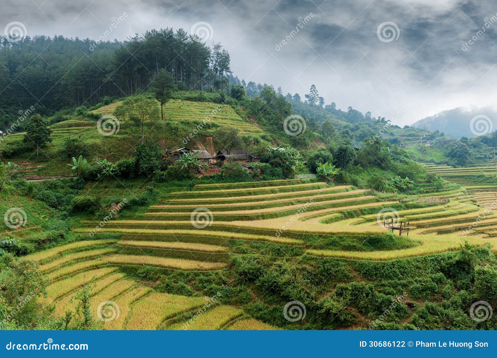 hills of rice terraced fields