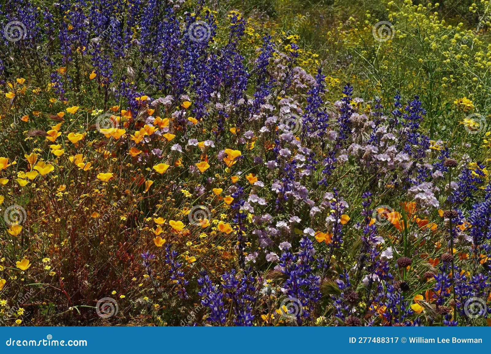 Hillside of California Wildflowers Stock Image Image of trail, blue