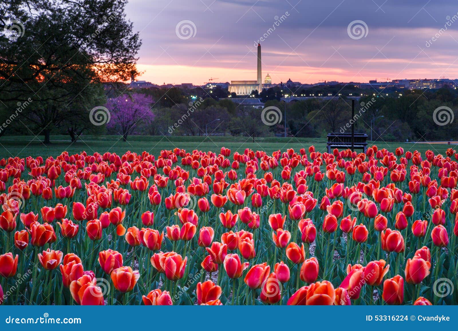 hillside of tulips overlooking washington dc monuments
