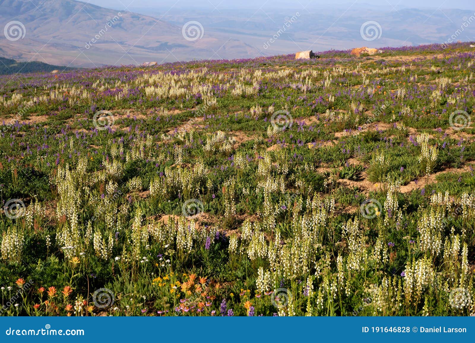 hillside of wildflowers in the albion mountains