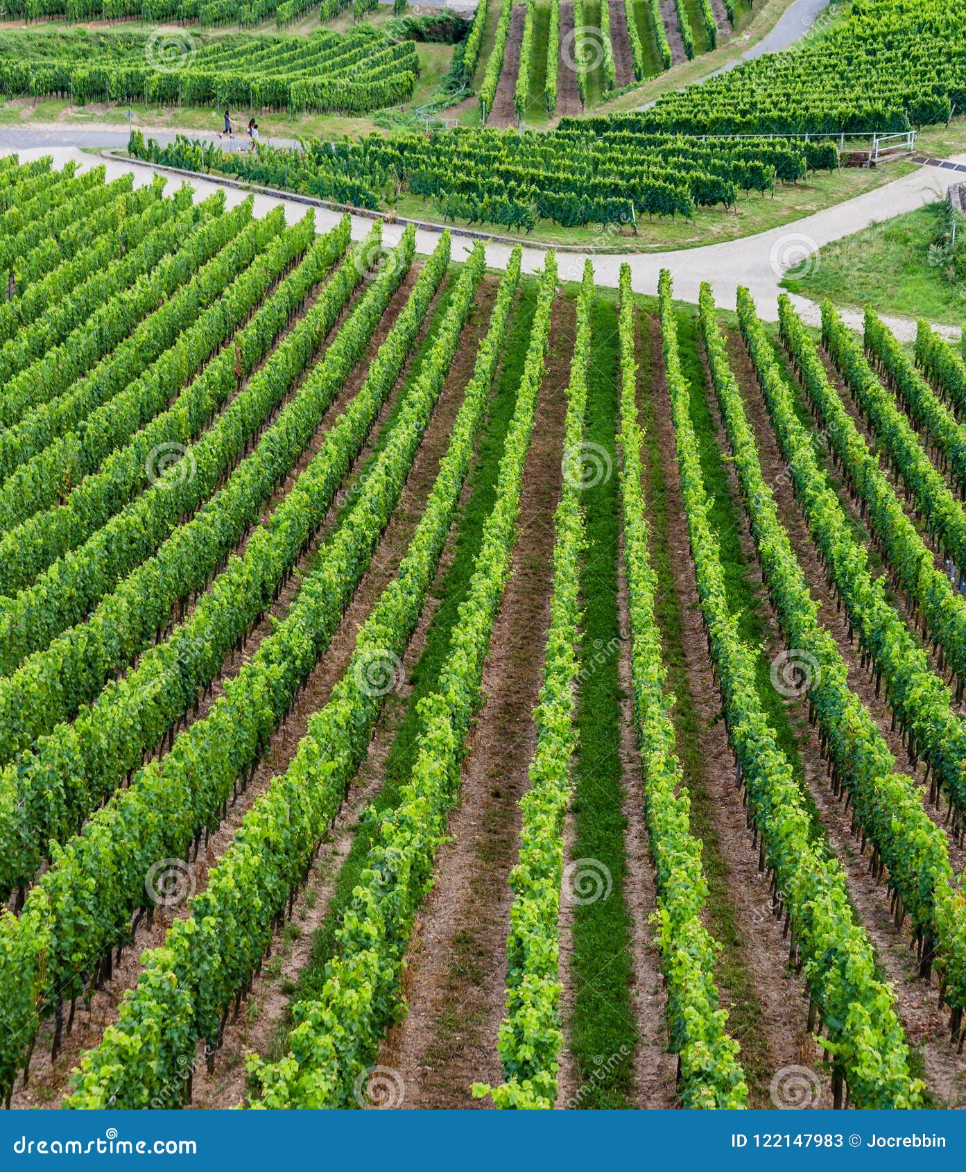 hillsides near rudesheim covered with grape vines