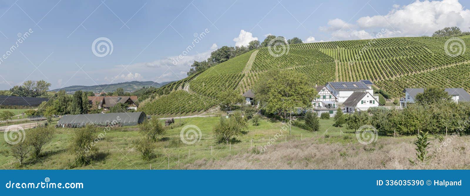 hilly vineyard landscape near oberkirch, germany