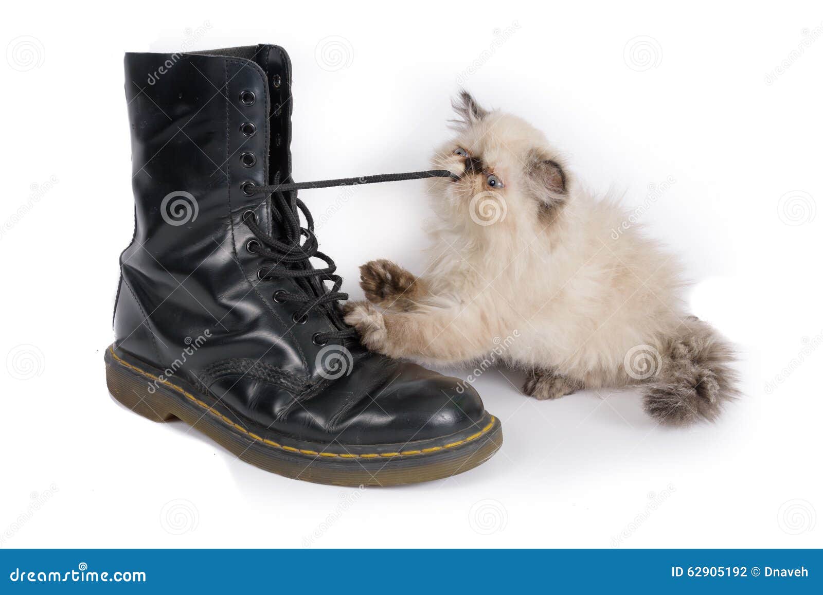 Himalauan Cat Playing with a Boot Lace Stock Photo - Image of footwear ...
