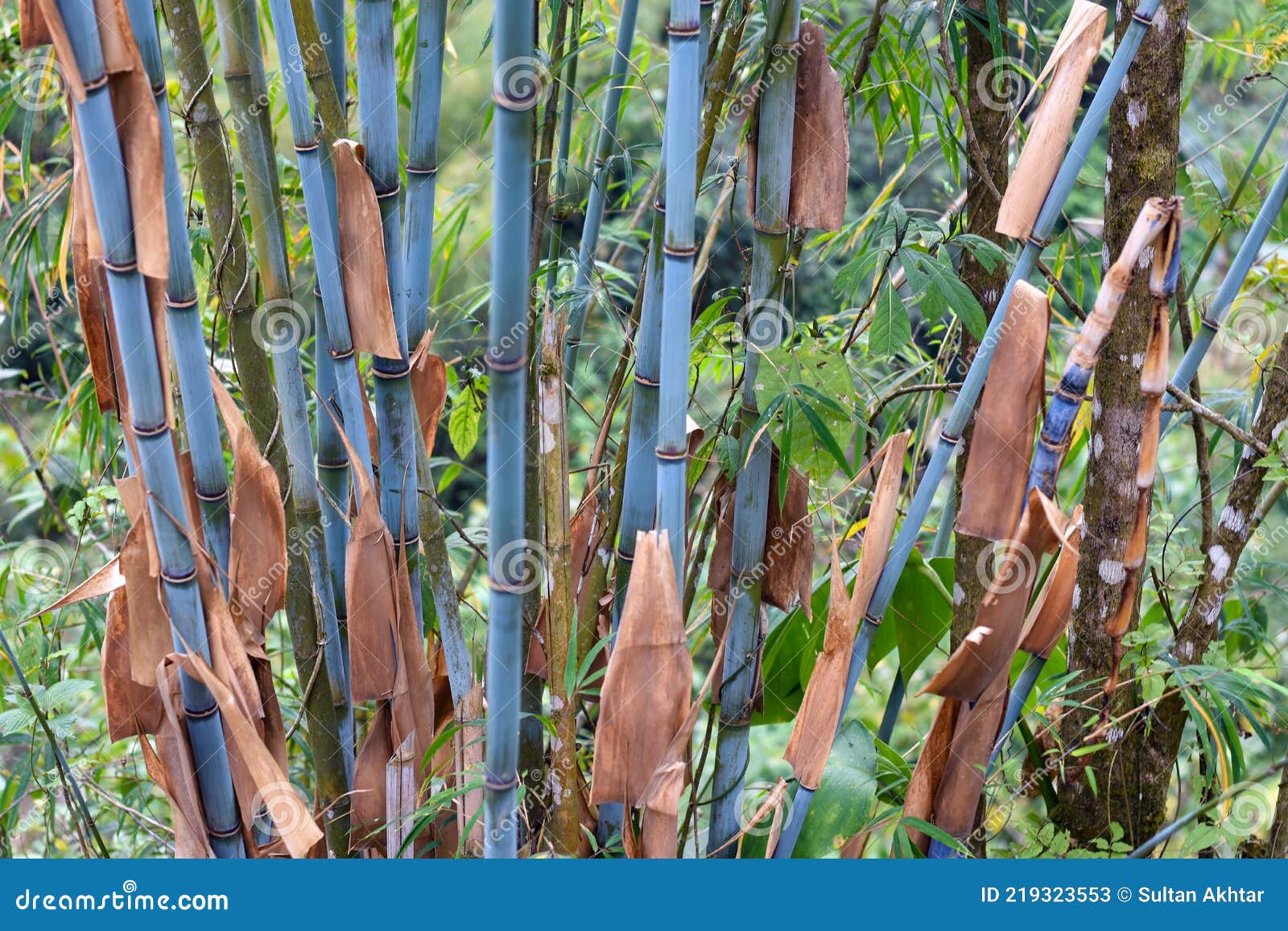 Himalayacalamus Hookerianus, Called Himalayan Blue Bamboo Stock Image