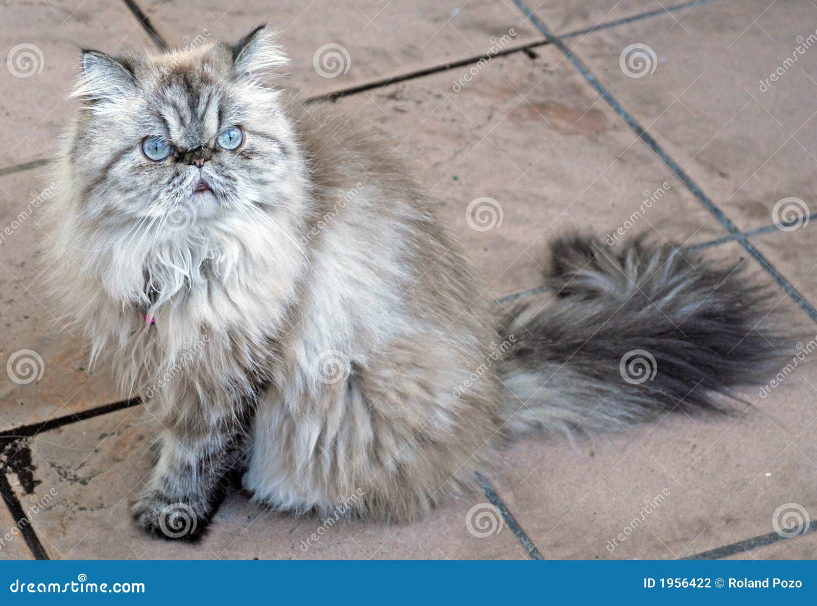 himalayan lynx cat