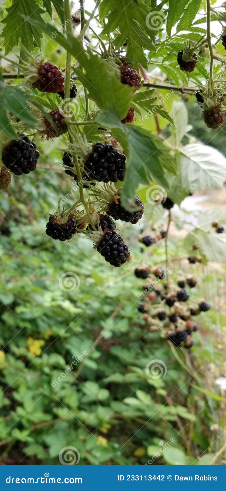 Himalayan Blackberries in the Pacific Northwest Stock Photo Image of