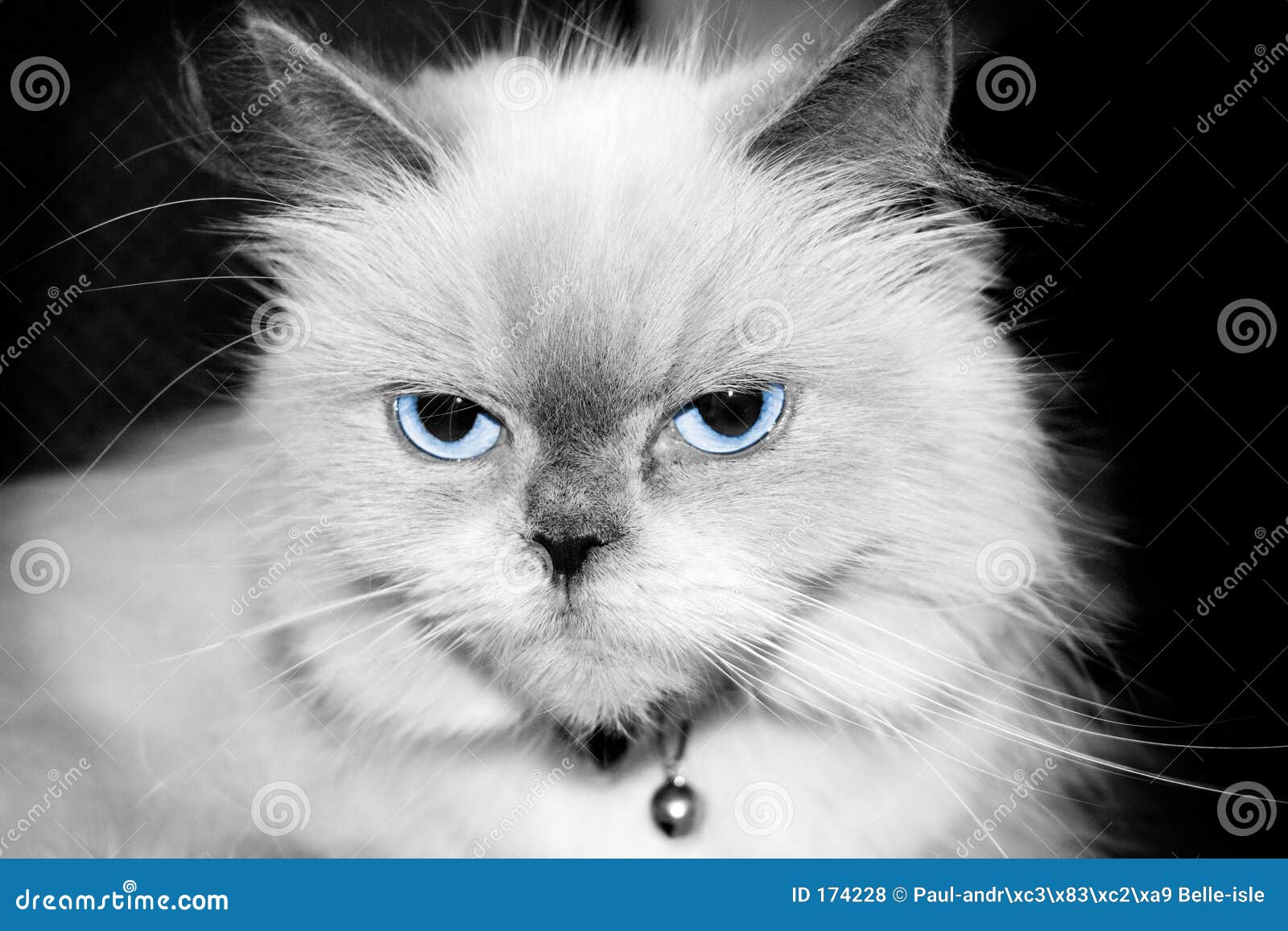 Blue point cheap himalayan