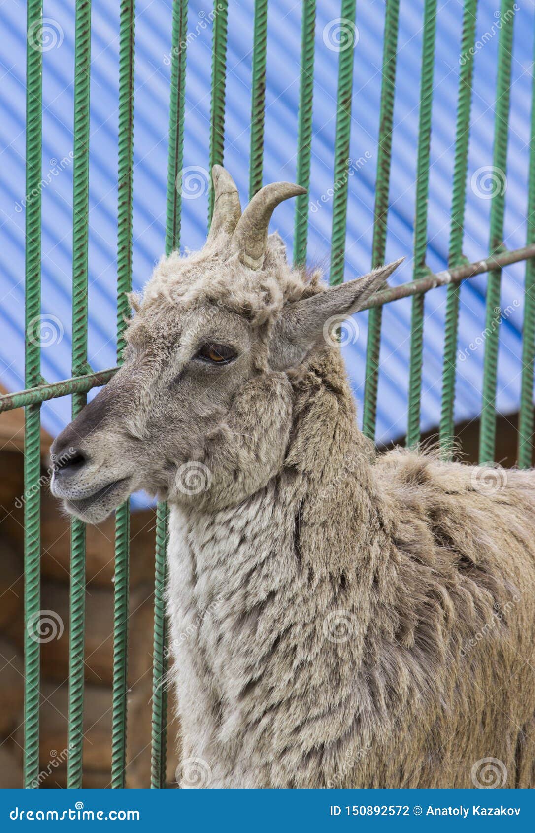 himalayan blue sheep pseudois nayaur, also known as nahur