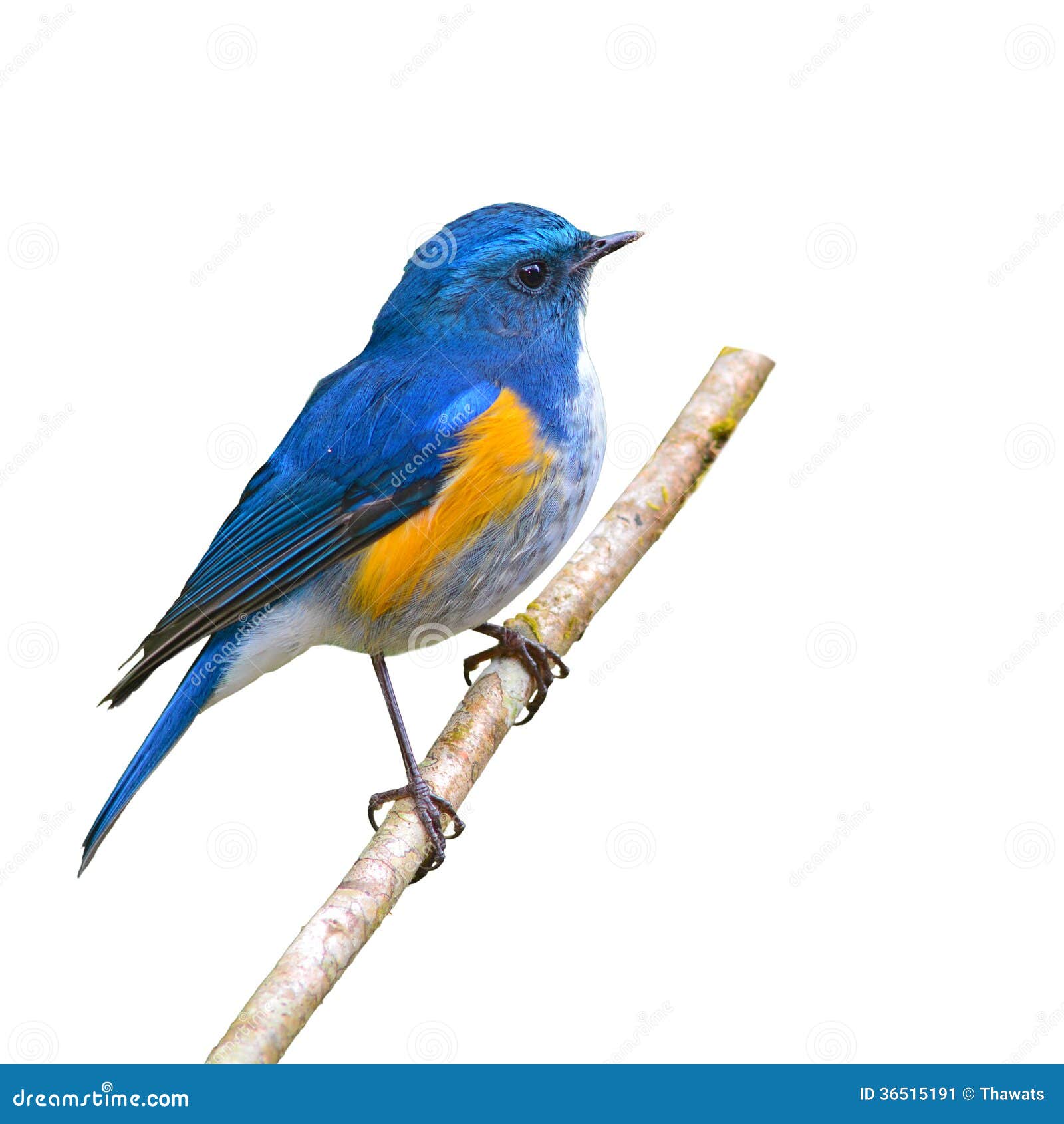 himalayan bluetail bird food himalayan bluetail bird food