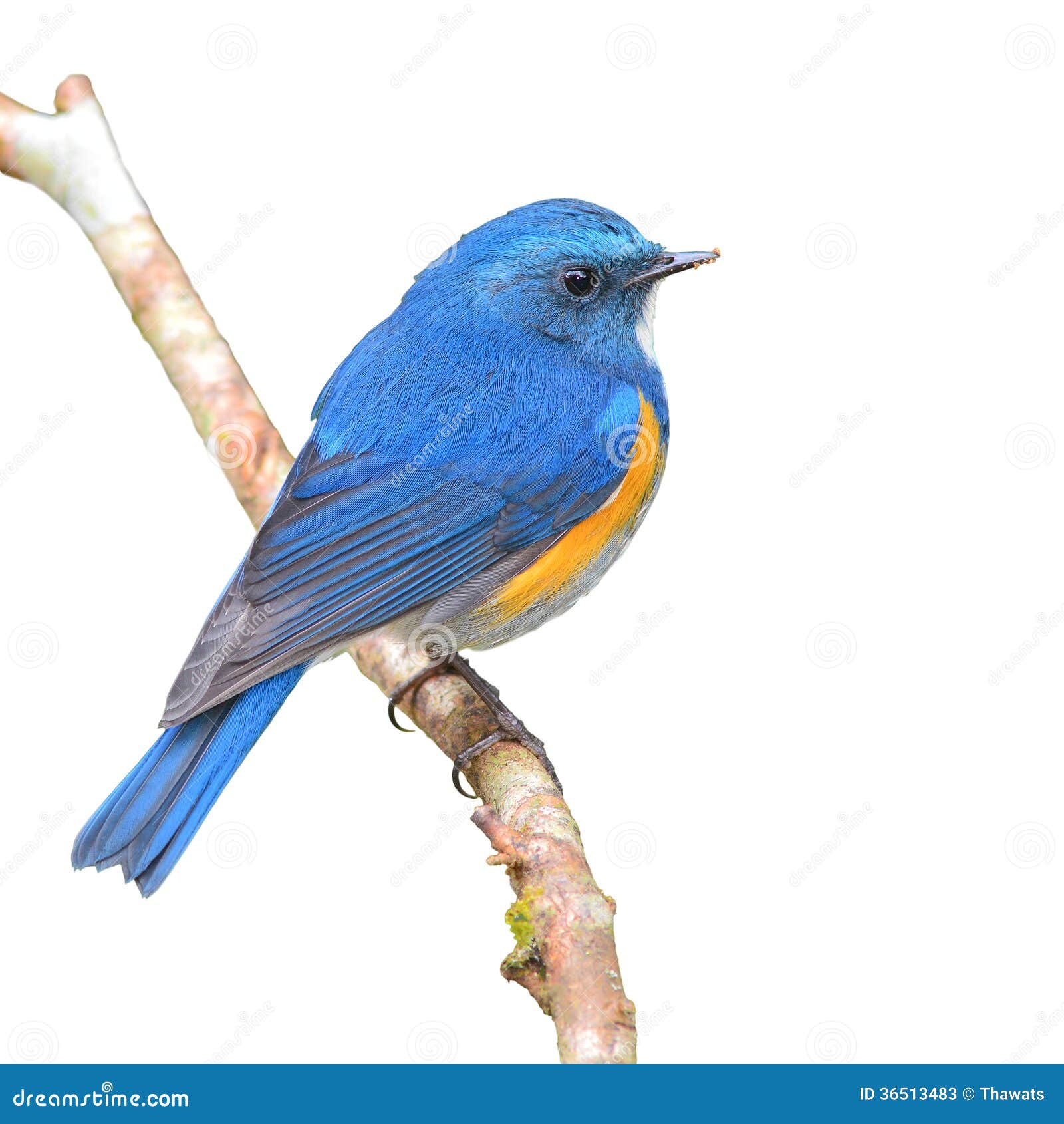 himalayan bluetail himalayan bluetail