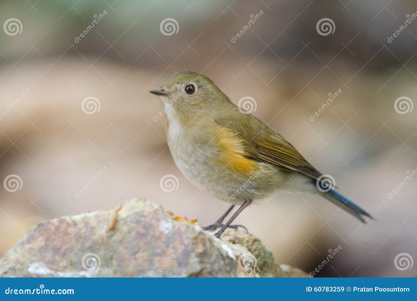red flanked bluetail song red flanked bluetail song