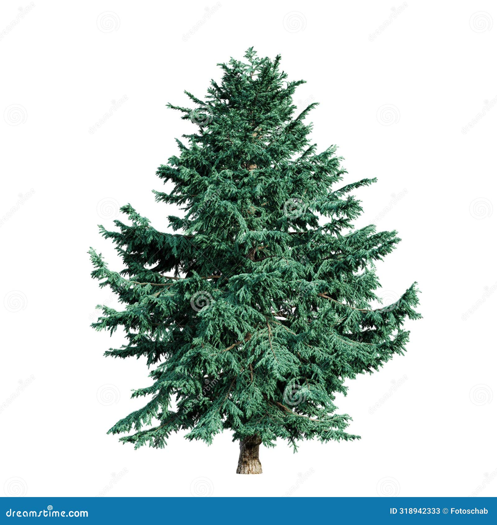 himalayan cedar - cedrus deodara tree  on white background. 3d render.