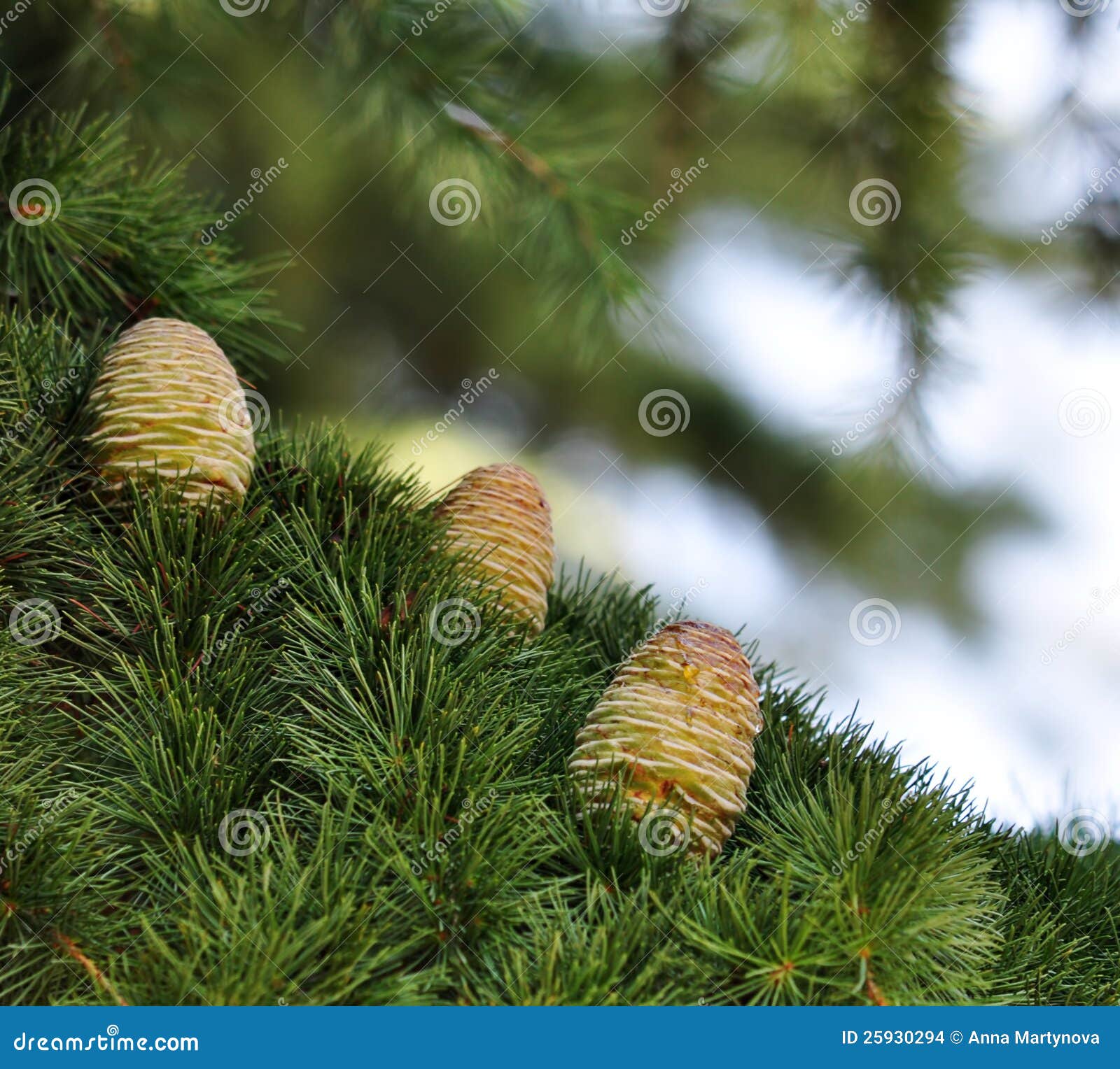 Himalayan cedar cones stock photo. Image of lebanon, pinecone 25930294