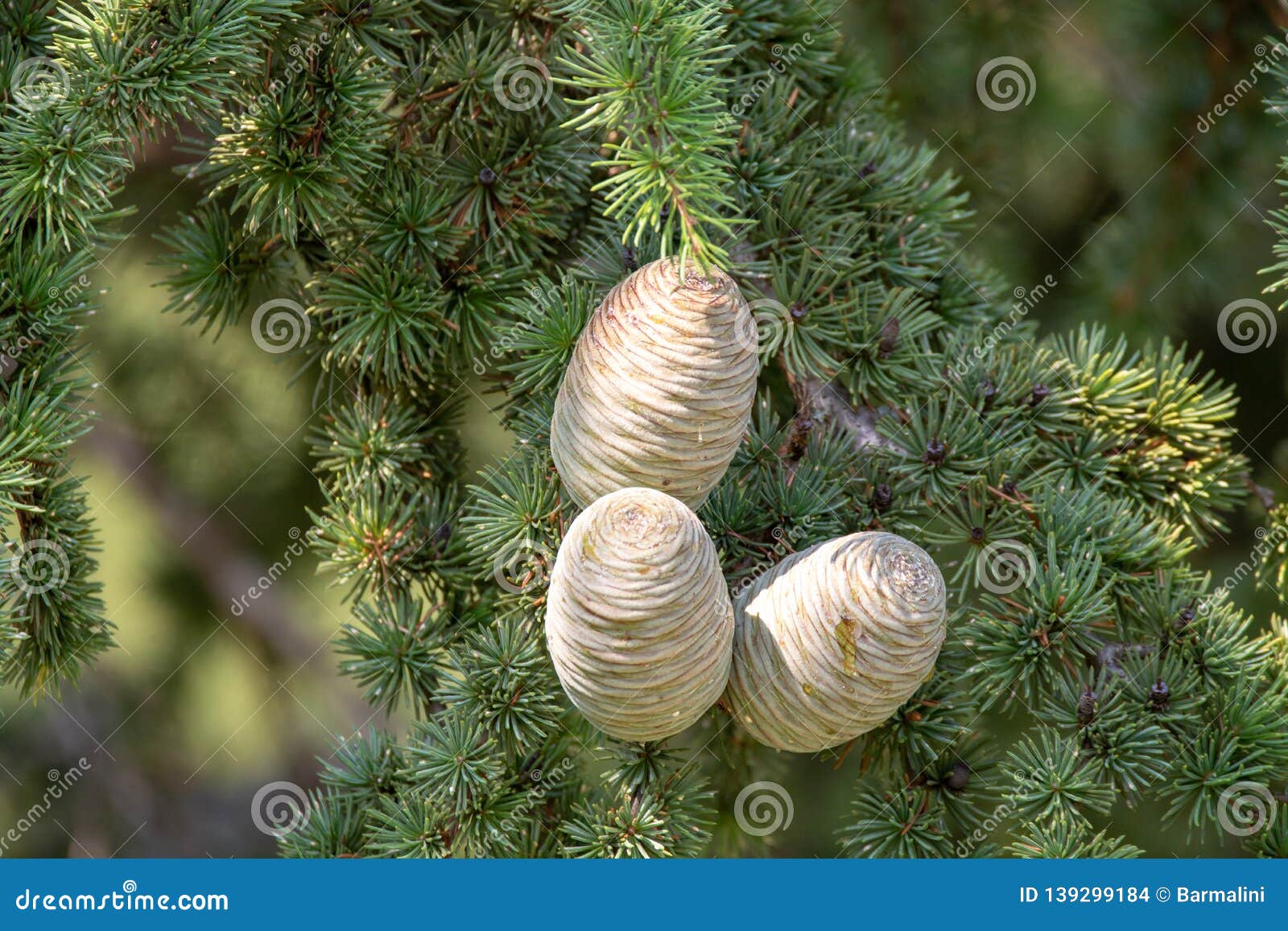 himalayan cedar or deodar cedar tree with female cones, christmas background