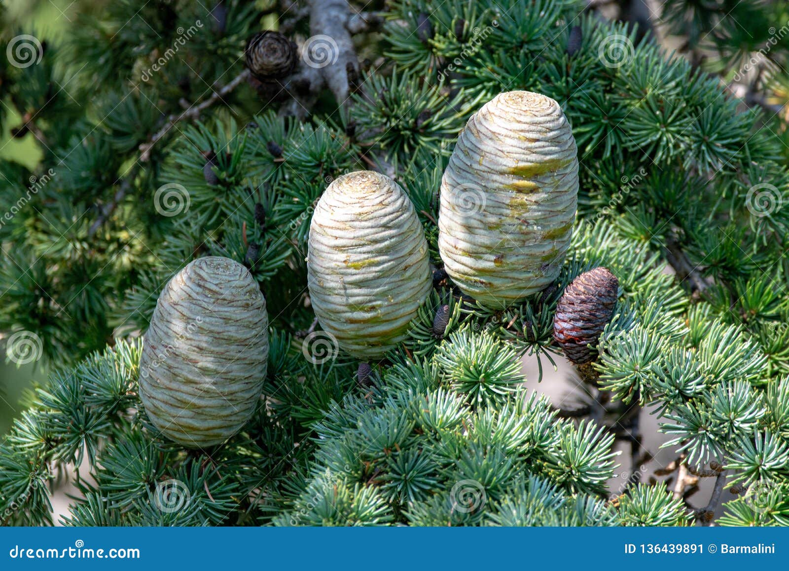 Himalayan Cedar Or Deodar Cedar Tree With Female Cones, Christmas