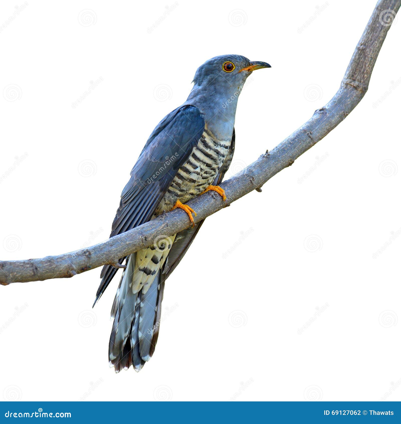 himalayan cuckoo bird