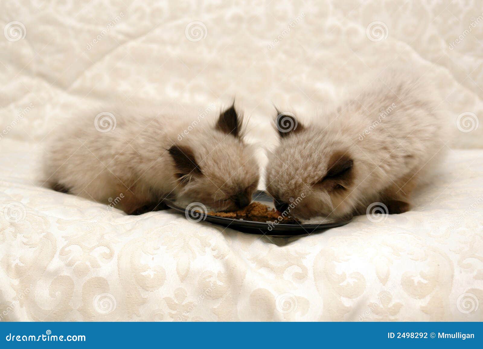 Himalayan Kittens Eating Food Stock Photo Image of mouth, young 2498292