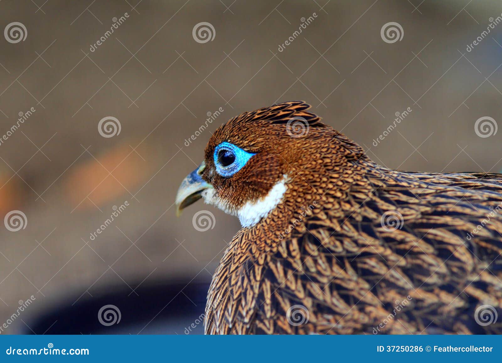 himalayan monal pheasant sound himalayan monal pheasant sound