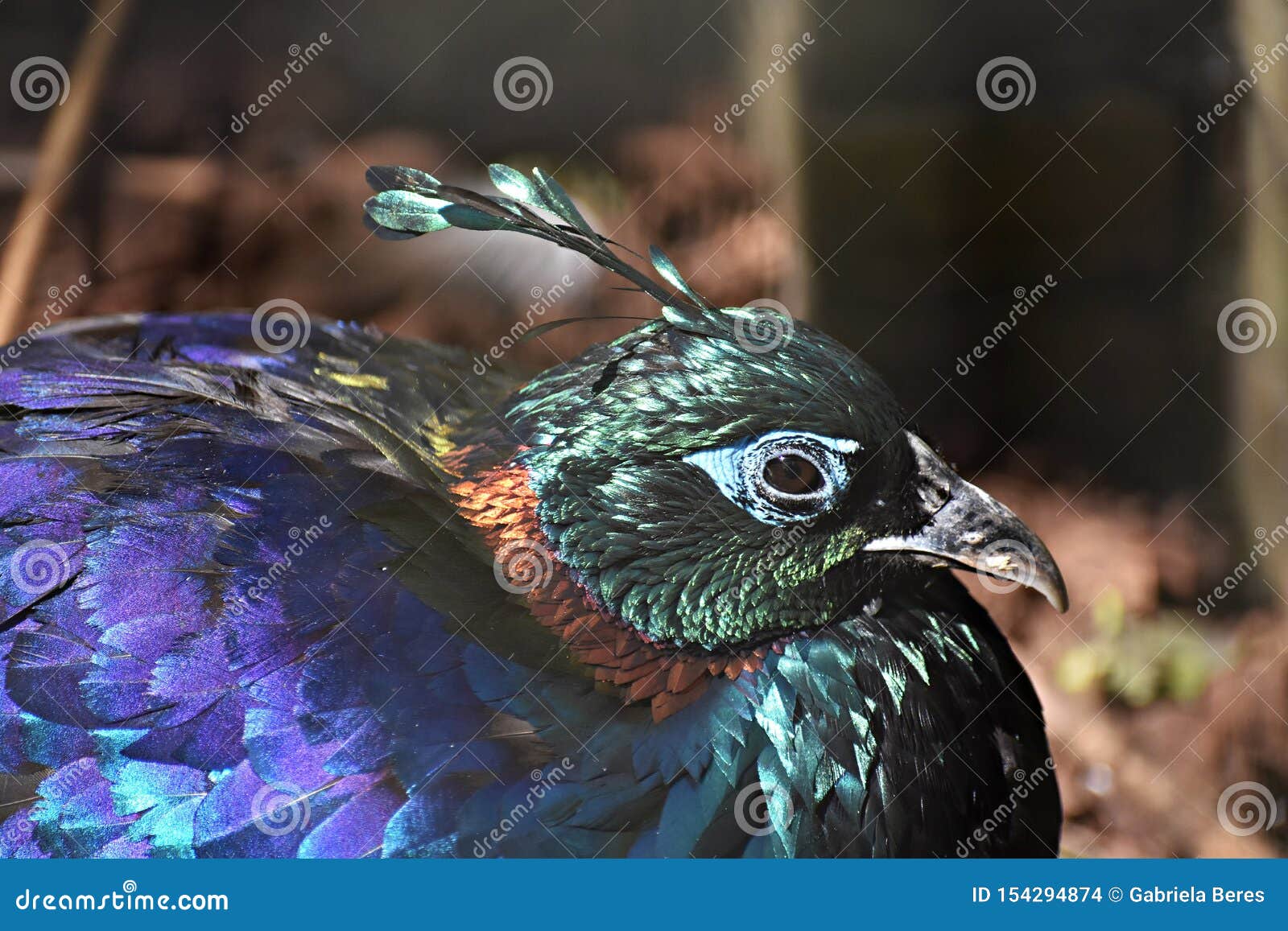 himalayan monal pheasant sound himalayan monal pheasant sound