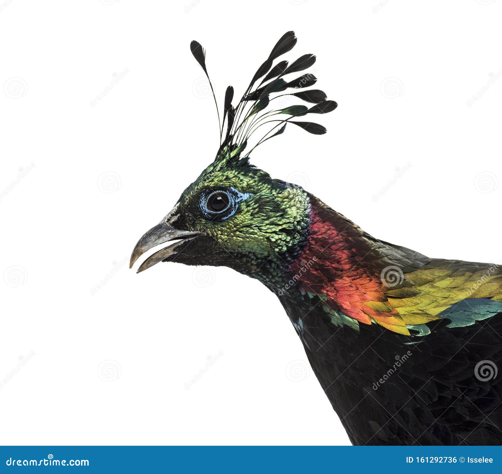 himalayan monal pheasant sound himalayan monal pheasant sound