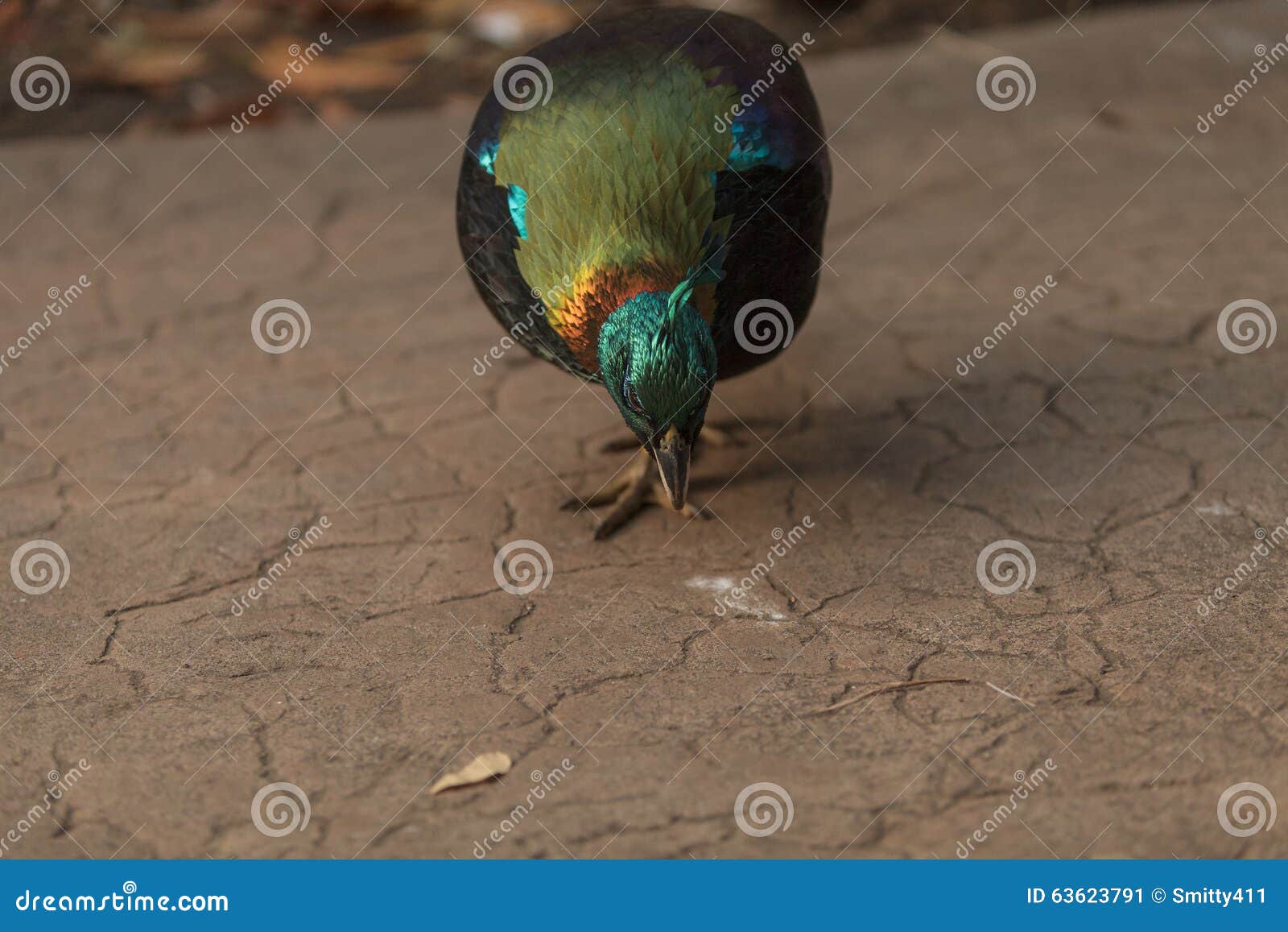 himalayan monal pheasant sound himalayan monal pheasant sound