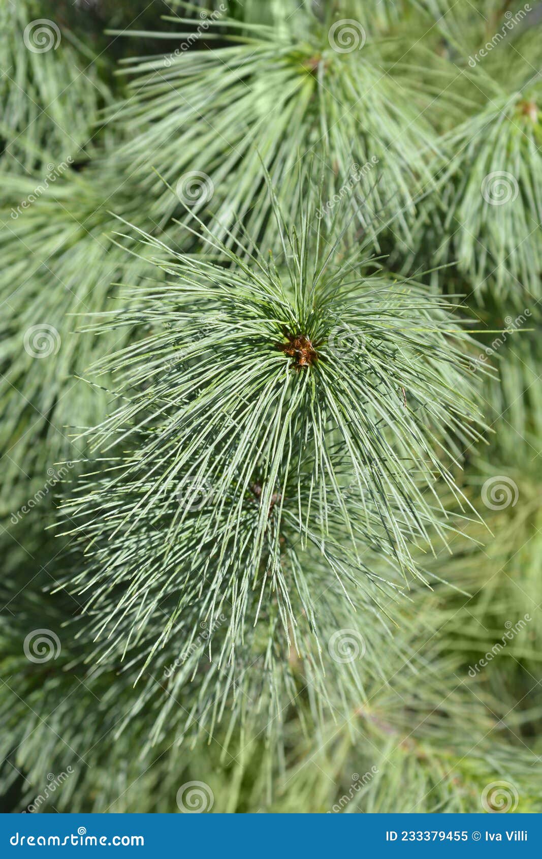 Himalayan pine stock image. Image of green, botany, bhutan 233379455