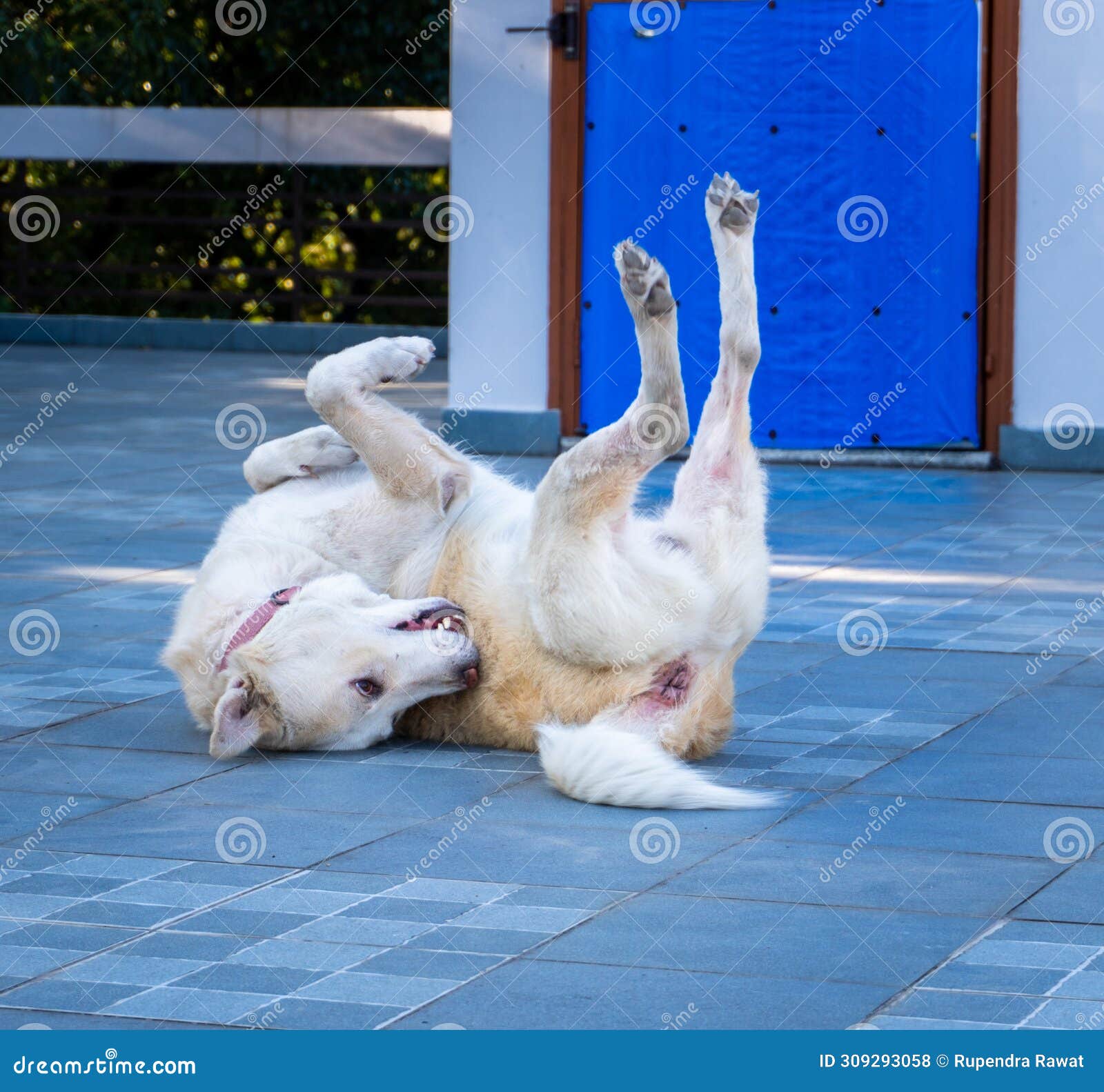 himalayan shepherd dog: playful belly-up antics - joyful pet comedy, india