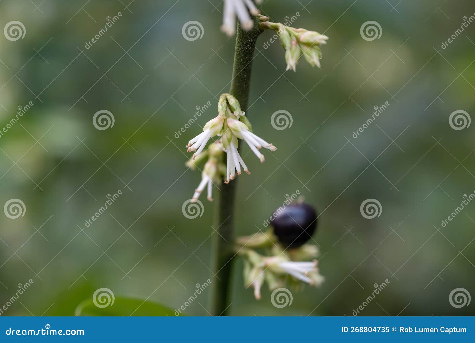 himalayan sweet box, sarcococca hookeriana fragrant white flowers and black fruit