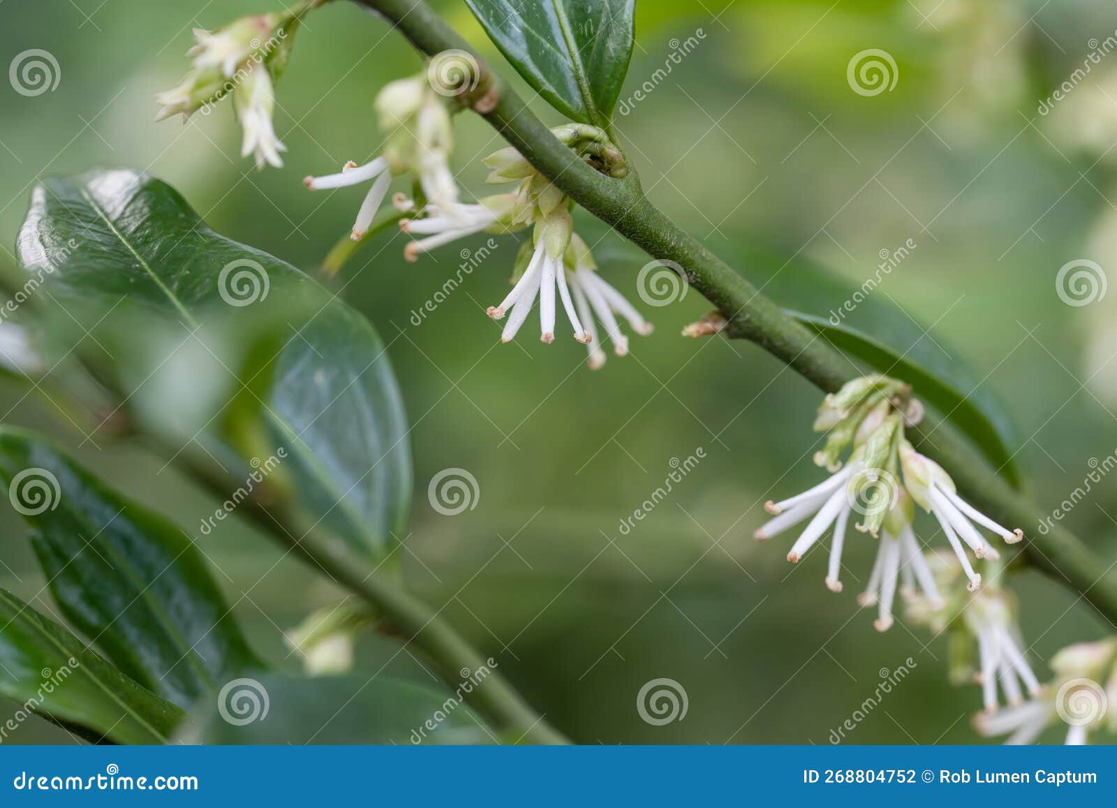 himalayan sweet box, sarcococca hookeriana close-up fragrant white flowers