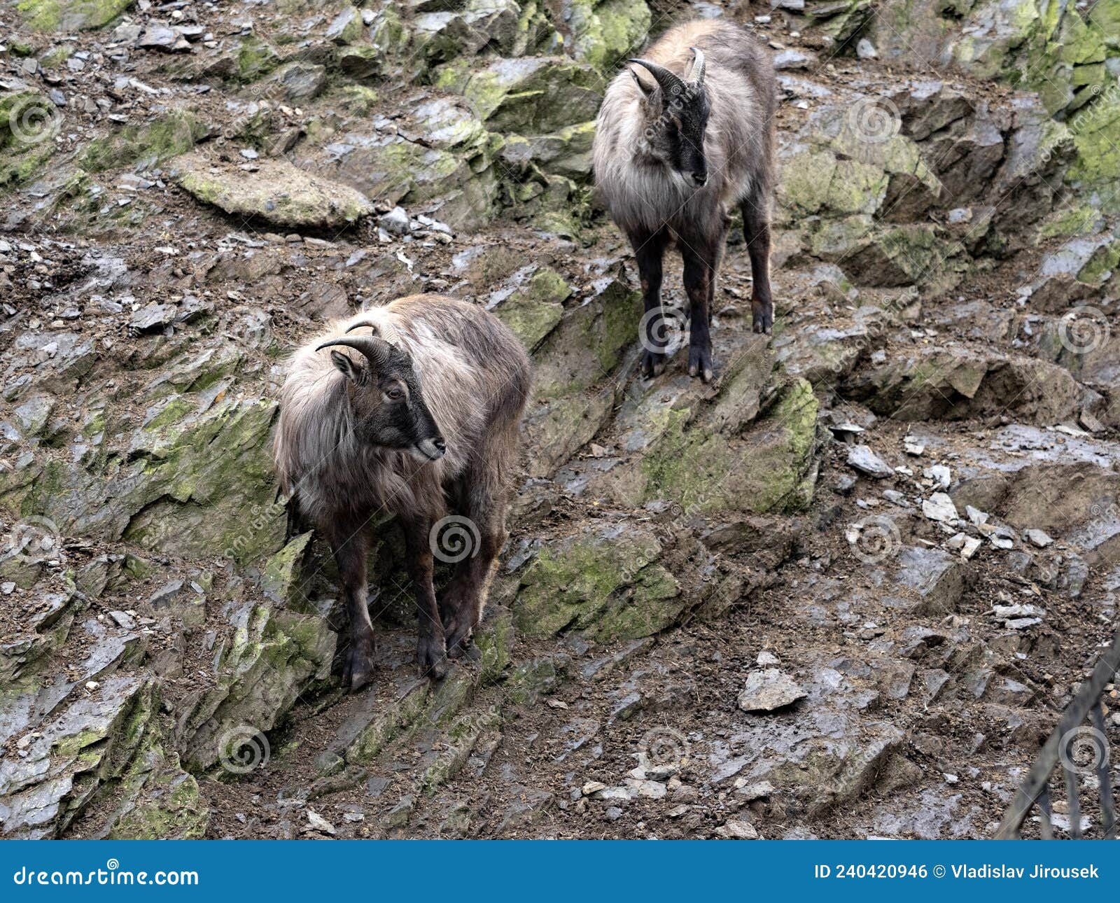himalayan tahr, hemitragus jemlahicus, lives in the mountains and climbs rocks
