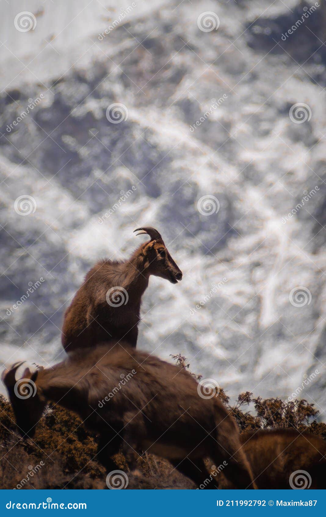 Himalayan Tahr in the Rocky Mountain Habitat. Animals in the Himalayas.  Nepal. Stock Photo - Image of hemitragus, animal: 211992792