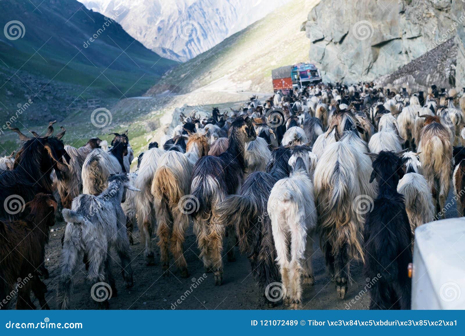 Himalayas Nature and Animals on the Road. Indian Mountains. Goats and Sheep  Going a Cross the Road and Cars Waiting for Them Stock Image - Image of  blue, green: 121072489