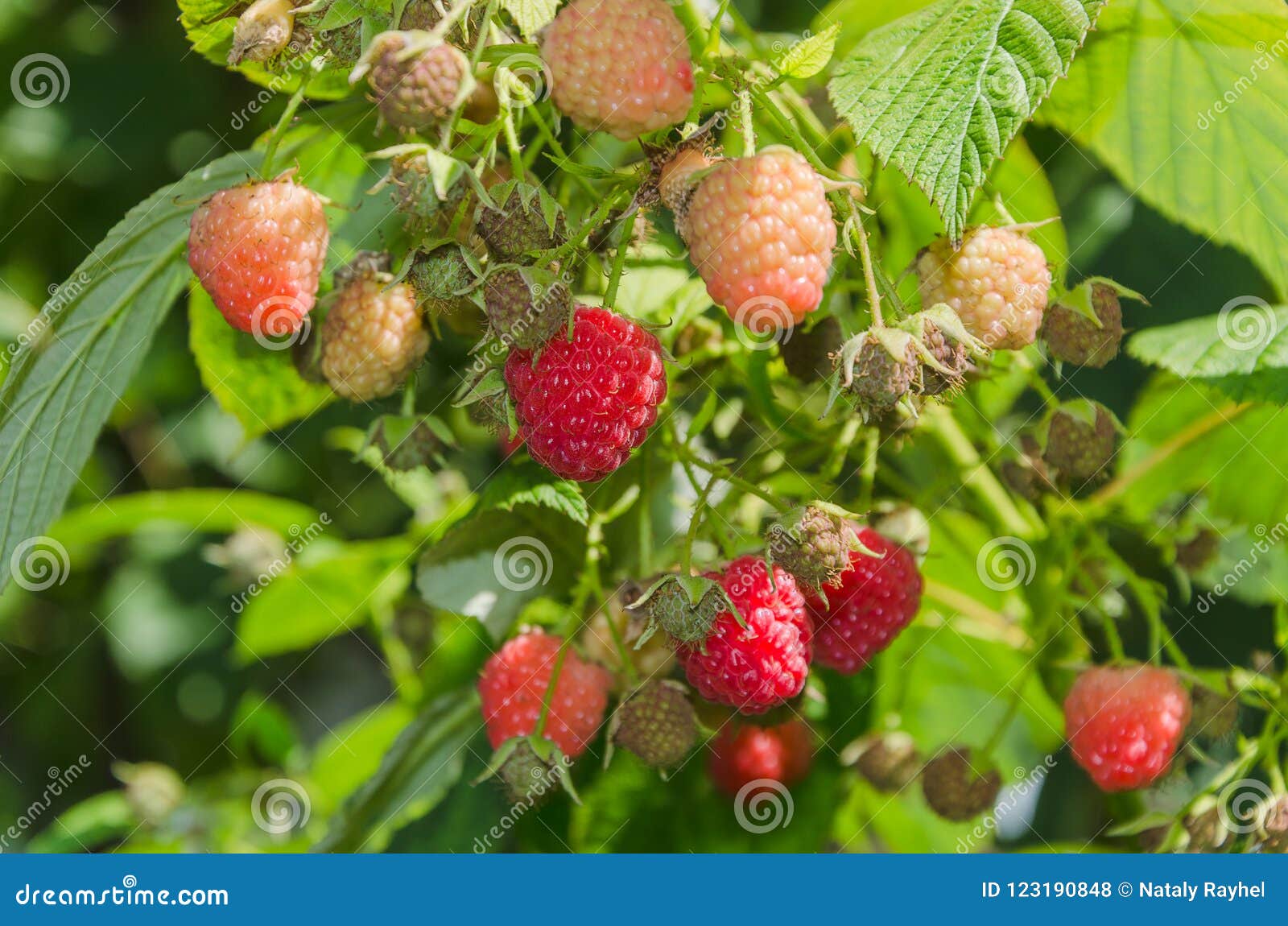 Himbeeren im Garten stockfoto. Bild von himbeere, getreide 123190848