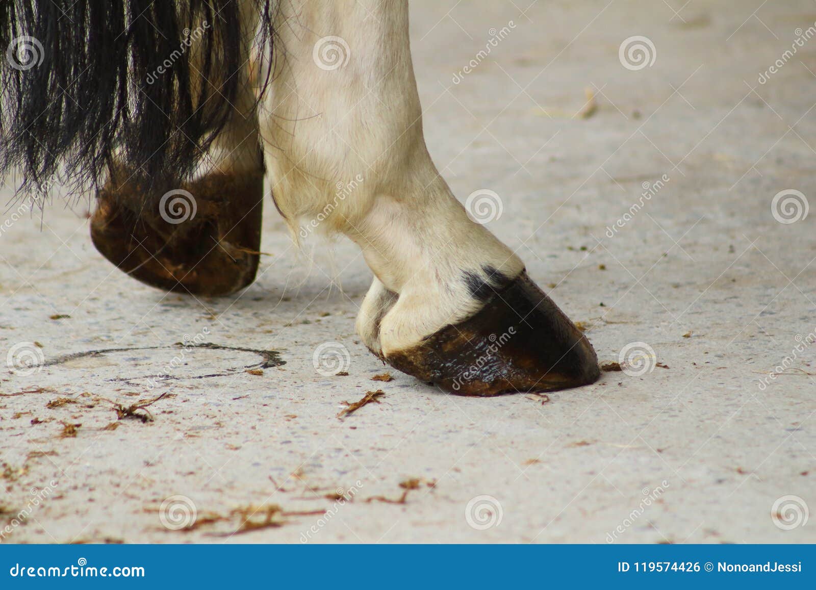 hind hoofs of resting horse which are greased