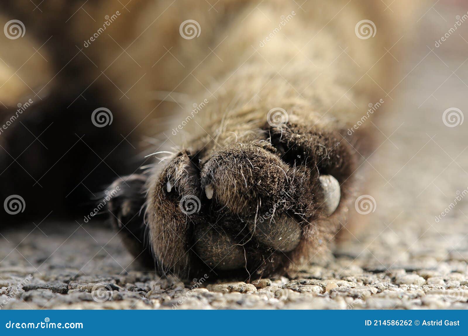 The Hind Paw of a Brown and Black Cat with Claws Stock Photo Image of