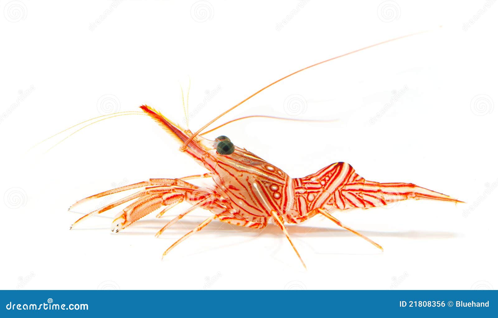 hinge-beak shrimp, camel shrimp, dancing shrimp is